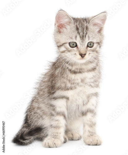 Kitten on a white background