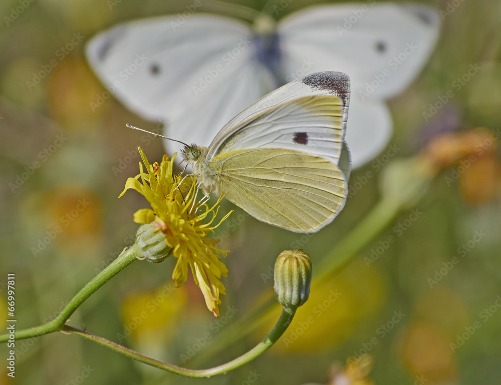 Naklejka premium butterfly pollinating a yellow wild daisy flower