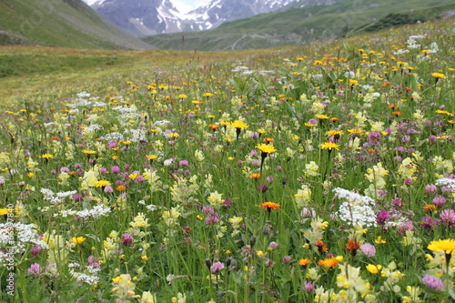 Alpwiese