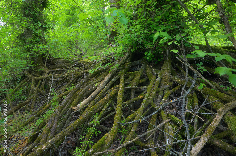 Roots of a tree in the forest Roots of a tree in the forest