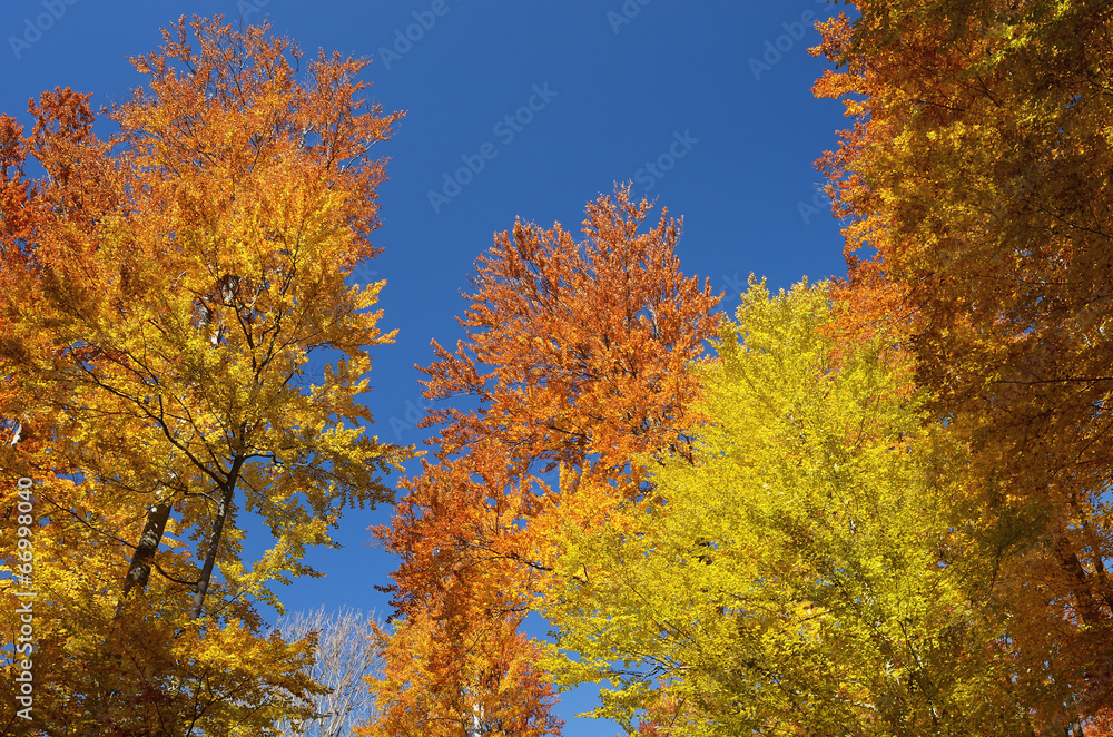 Autumn forest on the sky background Autumn forest on the sky background