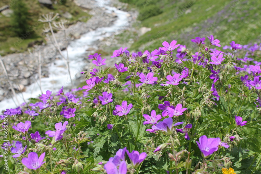 Obraz premium Geranium pratense - Wiesen-Storchschnabel