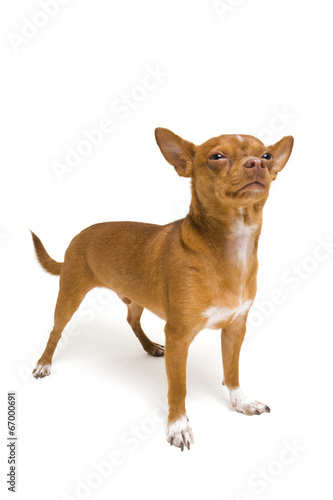 Tough Chihuahua