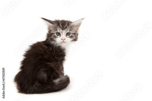 Cute Maine Coon kitten alert