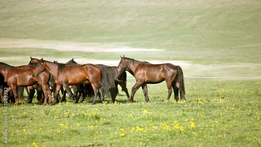 Herd of horses on a summer pasture. Caucasus, Karachay-Cherkessi Herd of horses on a summer pasture. Caucasus, Karachay-Cherkessi