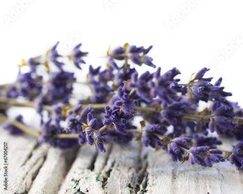 lavender photo