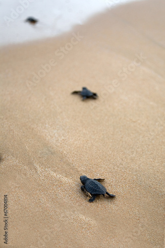 Baby turtles making it's way to the ocean © foryouinf