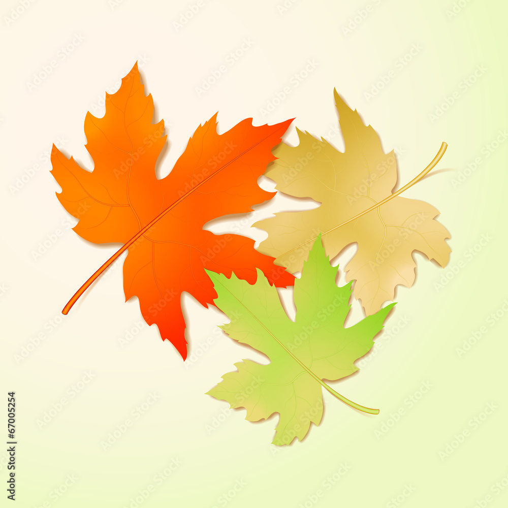 Autumn maple leaves. Vector illustration Autumn maple leaves. Vector illustration