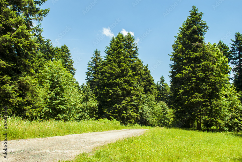 Path Through Field & Forest