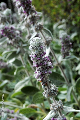 Lammohren Stachys byzantina