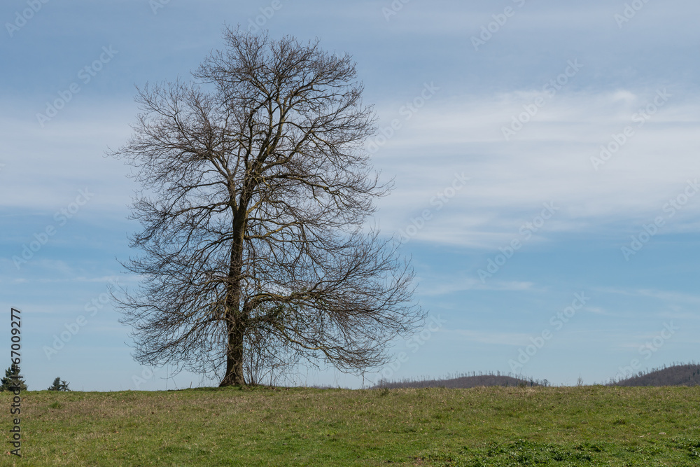 tree tree
