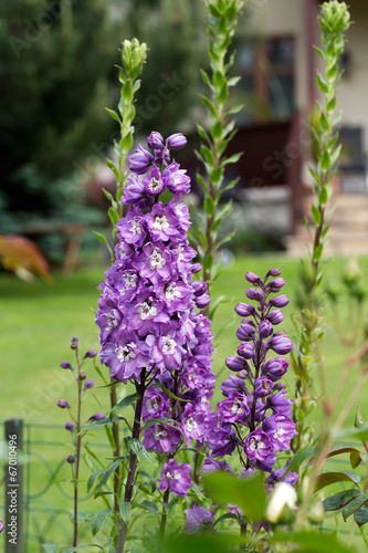 Purple Delphinium Flower in Garden