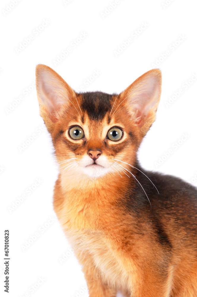 Abyssinian kitten portrait