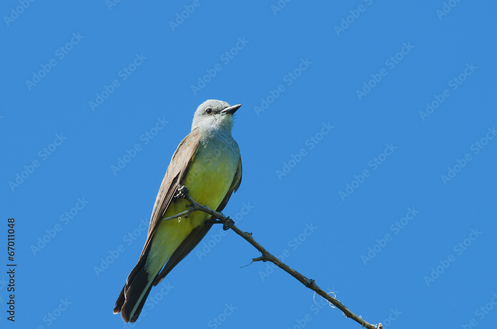 Fototapeta premium Western Kingbird