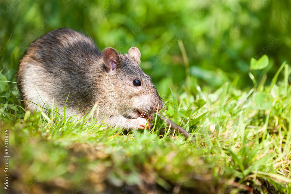 nature whit rat nature whit rat