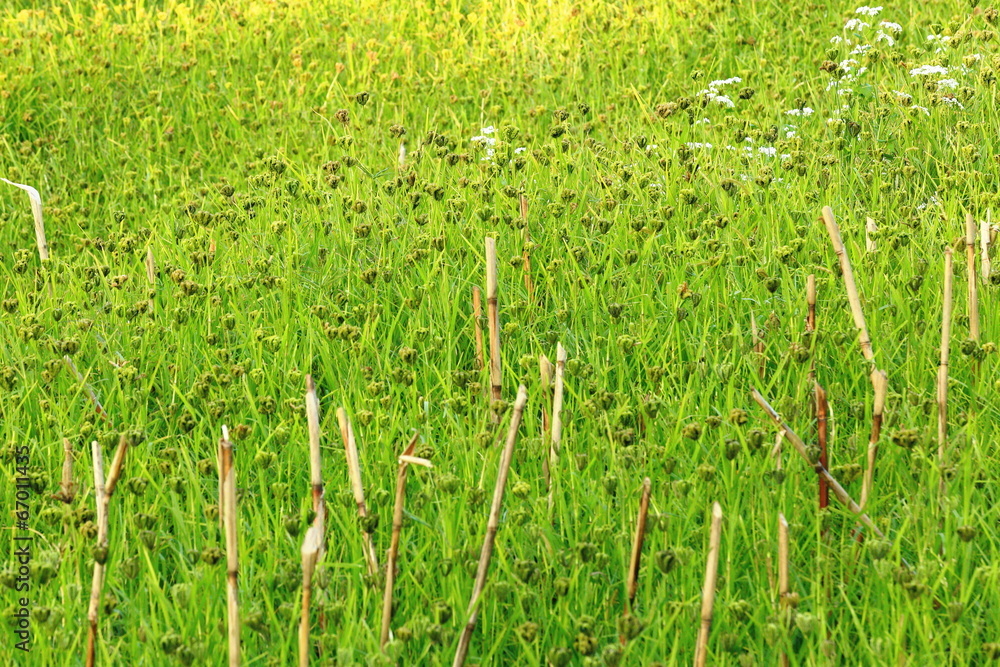 Obraz premium Green field in Dhampus-Nepal. 0505