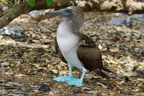 Blue-footed Booby (Sula nebouxii) in Galapagos islands