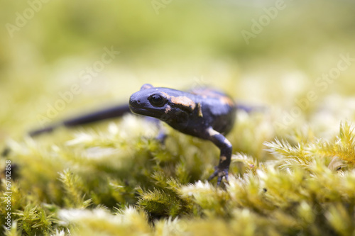 Fire salamander amphibian on green moss