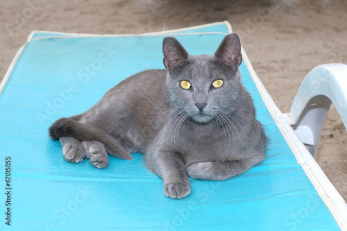 Gray cat lying on a sunbed looking at the camera.