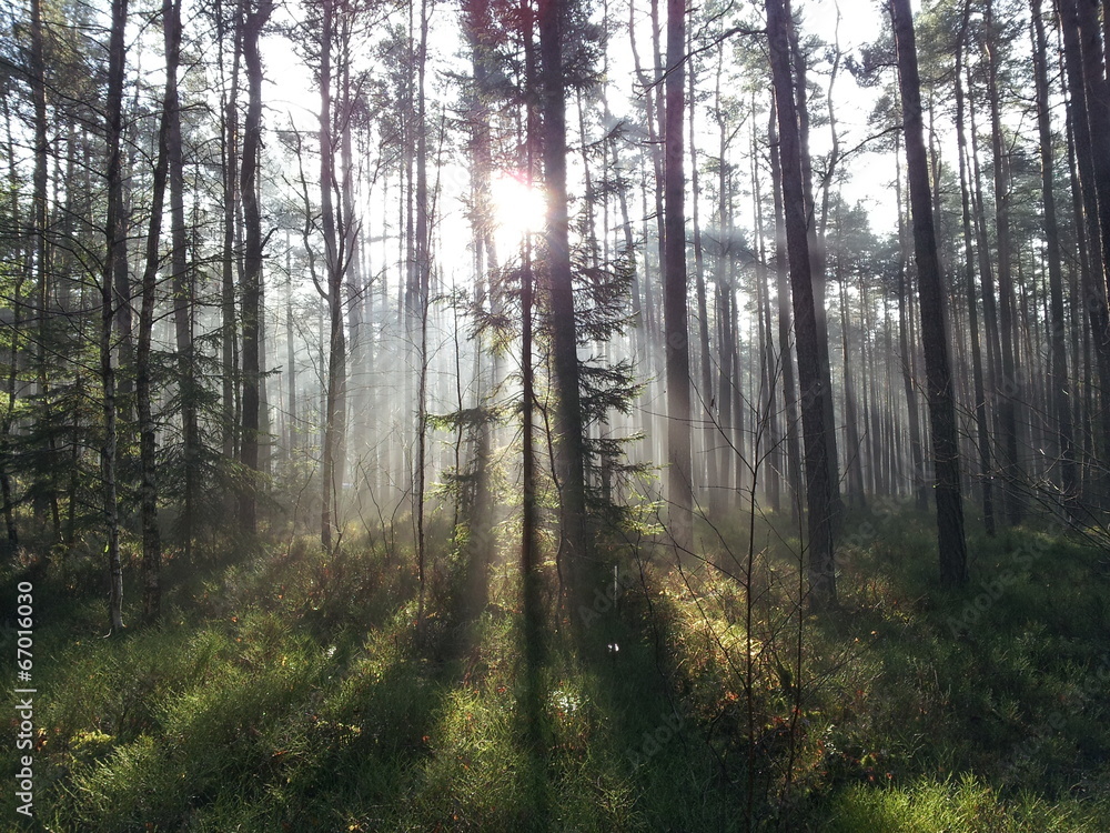 Naklejka premium Sun beams