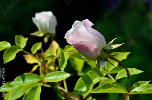 Wallpaper Mural Summer bright flowers. Sunny day. Torontodigital.ca