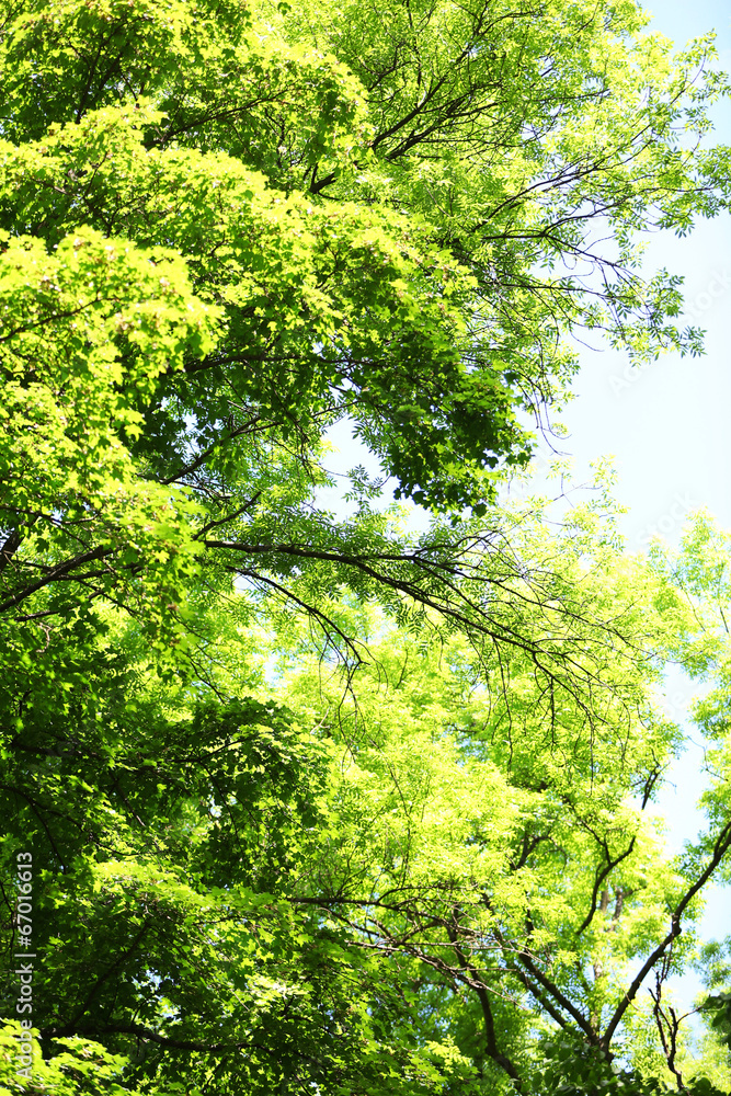 Beautiful trees in forest