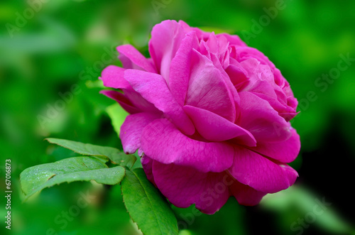 Summer bright flowers. Sunny day.