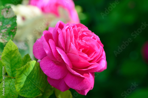 Summer bright flowers. Sunny day.