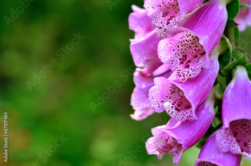 Summer bright flowers. Sunny day.