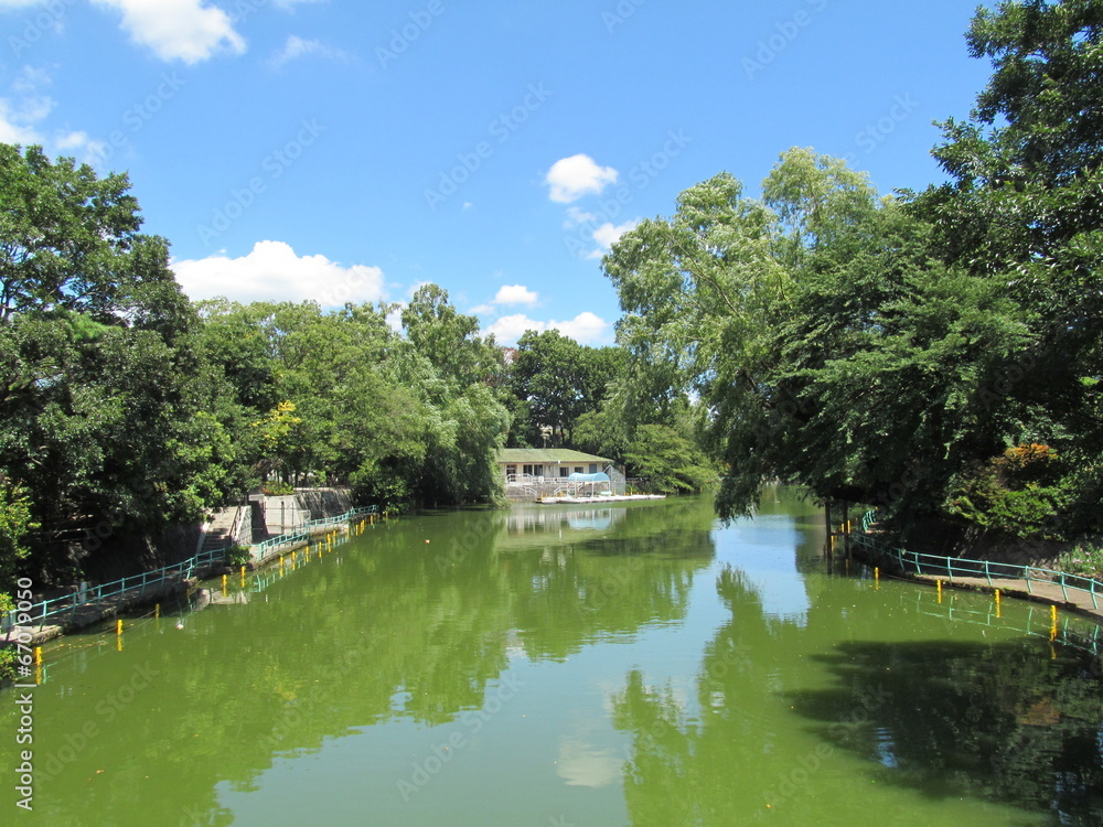 Fototapeta premium 武蔵関公園の池