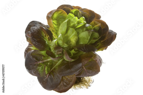 A head of fresh red leaf lettuce with roots - Isolated on white.