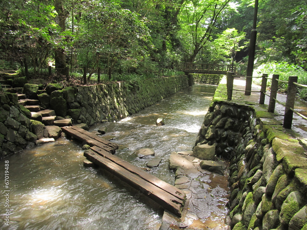Fototapeta premium 等々力渓谷の橋