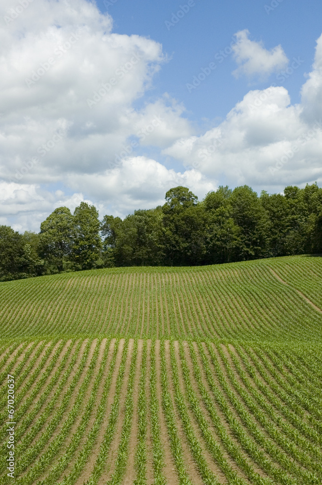 Corn Field Vertical