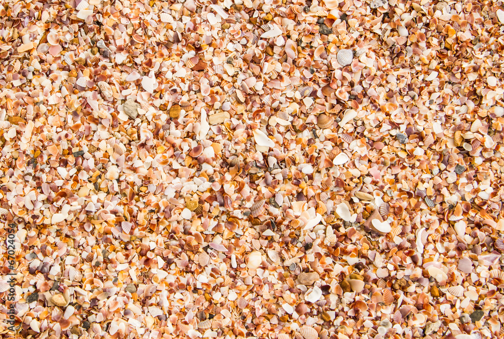 Shell on the beach Shell on the beach
