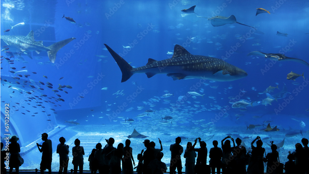 Fototapeta premium aquarium window in Okinawa, Japan