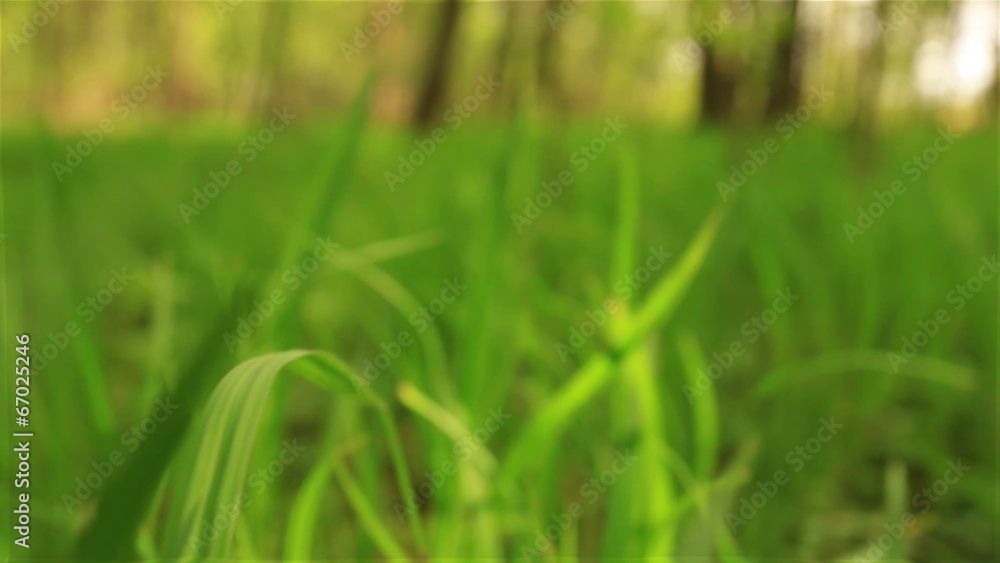 Green grass in the wood. Blurred slow motion Green grass in the wood. Blurred slow motion