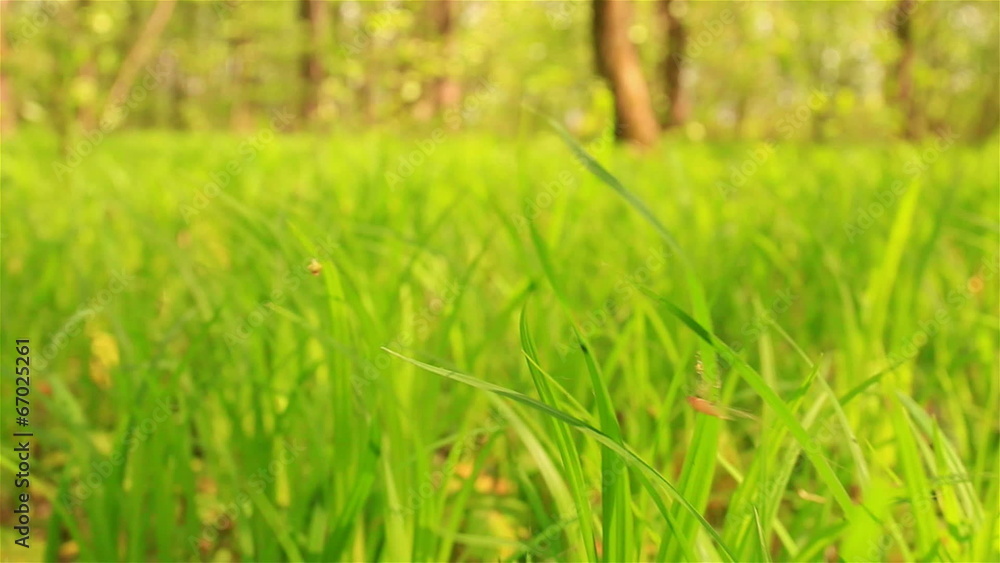 Green and yellow grass in wood. Animal view Green and yellow grass in wood. Animal view