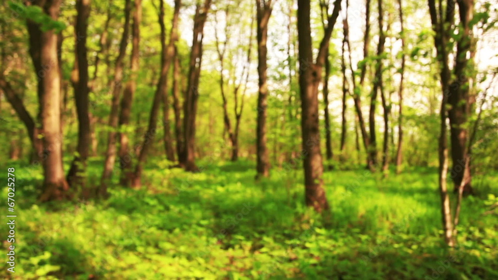Walk on the yellow wood Walk on the yellow wood