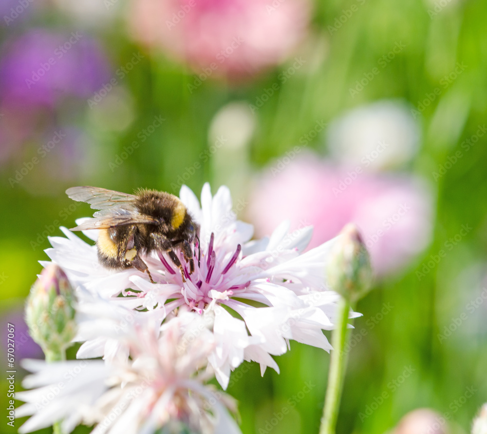 Summer: Bee on a white cornflower :) Summer: Bee on a white cornflower :)