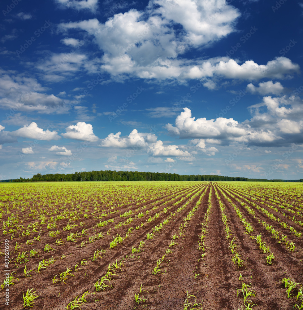 Field with sprouting crops Field with sprouting crops