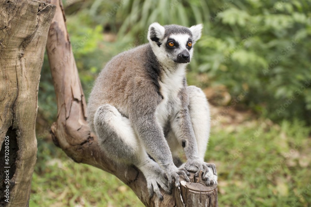 Obraz premium Ring-tailed lemur sitting