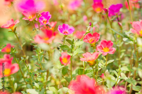 Common Purslane or Verdolaga or Pigweed or Little Hogweed or Pus