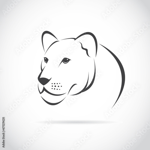 Fototapeta Naklejka Na Ścianę i Meble -  Vector image of an female lion head