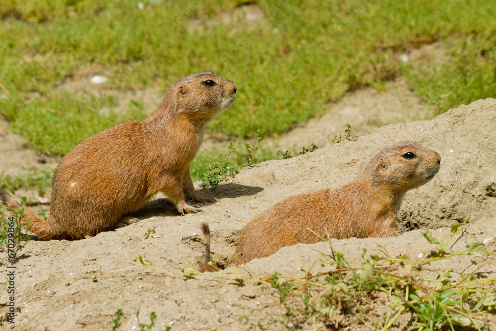 Fototapeta premium Marmots