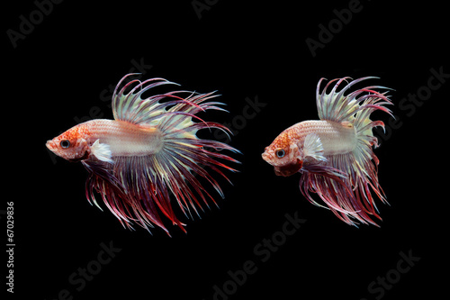 Konstfotografi fighting fish
