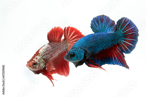 fighting fish photo