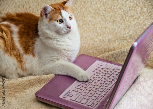 Canvas Print Internet for Cats