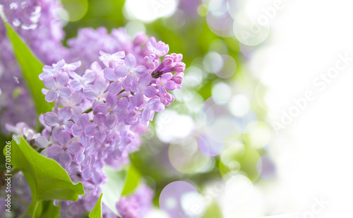 Fotografie, Obraz lilac purple flowers