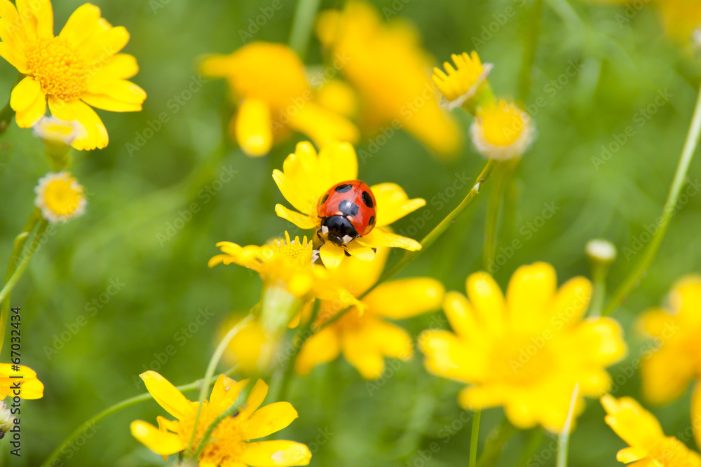 Ladybug on a yellow flower Ladybug on a yellow flower