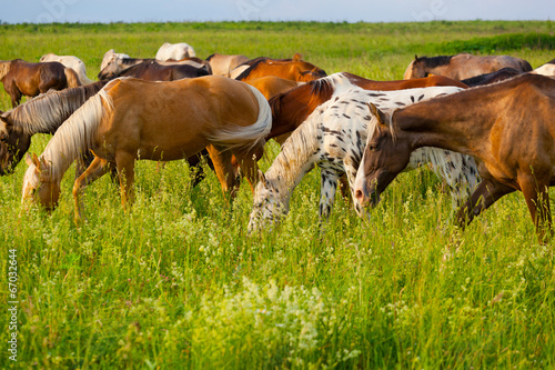 Horses eat a green grass on a summer meadow